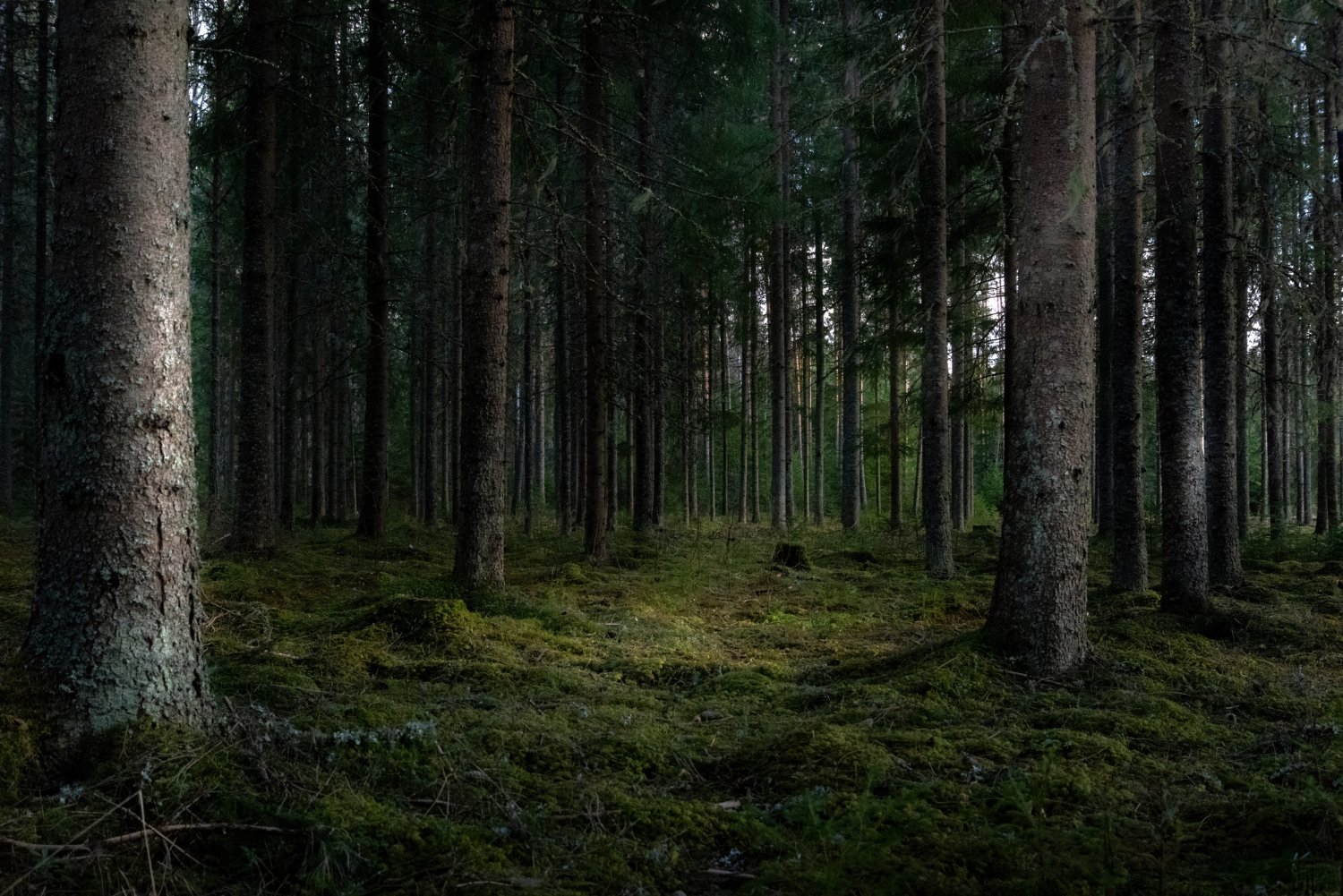 beautiful-shot-forest-with-tall-green-trees